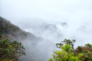 Cloud forest