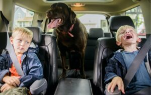 Twin brothers w very different personalities in backseat with dog